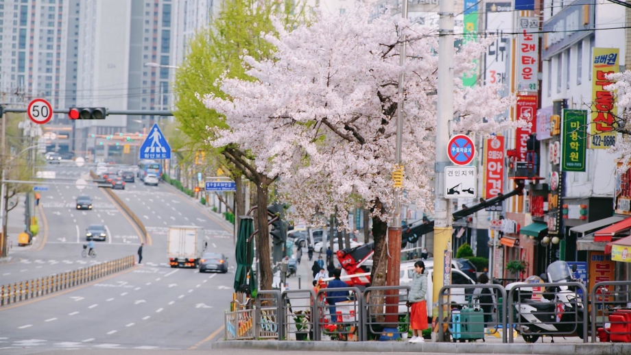 hoa-anh-dao-no-tai-seoul-cuoi-thang-4